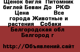 Щенок бигля. Питомник биглей Беван-До (РКФ) › Цена ­ 20 000 - Все города Животные и растения » Собаки   . Белгородская обл.,Белгород г.